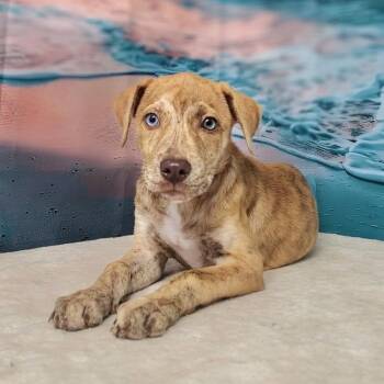 Soleil -  Catahoula Leopard Dog and Mixed Breed Dog for Adoption in Griswold, Connecticut - Soleil | PetCurious