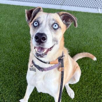 Naomi -  Husky Dog for Adoption in Saint Joseph, Missouri - Naomi | PetCurious