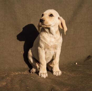Melon -  Great Pyrenees and Mixed Breed Dog for Adoption in Heber City, Utah - Melon | PetCurious