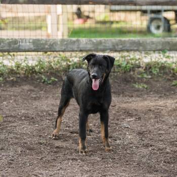 Rescue German Shepherd Dog Dogs for Adoption in Chester Springs, Pennsylvania - Jordan | PetCurious