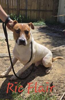 Ric Flair -  Feist and American Staffordshire Terrier Dog for Adoption in Jackson, Mississippi - Ric Flair | PetCurious