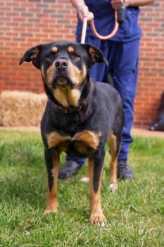 Rottweiler and Shepherd Dogs Available for Adoption in Stillwater, Oklahoma - Athena | PetCurious