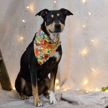 Yvonne -  Hound Dog for Adoption in Defuniak Springs, Florida - Yvonne | PetCurious
