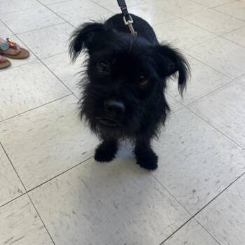 Odie -  Terrier Dog for Adoption in Jacksonville, Arkansas - Odie | PetCurious
