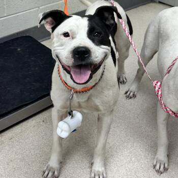 Remi -  Pit Bull Terrier Dog for Adoption in Evansville, Indiana - Remi | PetCurious