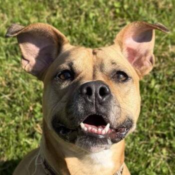 Major -  Pit Bull Terrier Dog for Adoption in Jefferson, Wisconsin - Major | PetCurious