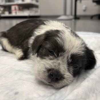 Shih Tzu and French Bulldog Dogs Available for Adoption in Oklahoma City, Oklahoma - Lillie C-34423 | PetCurious