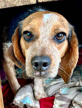 Beagle Dogs Available for Adoption in Dunnellon, Florida - Otter | PetCurious