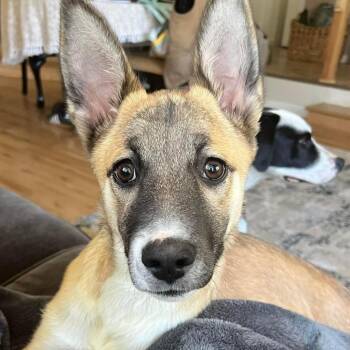 Beau -  Mixed Breed Dog for Adoption in Redwood Valley, California - Beau | PetCurious