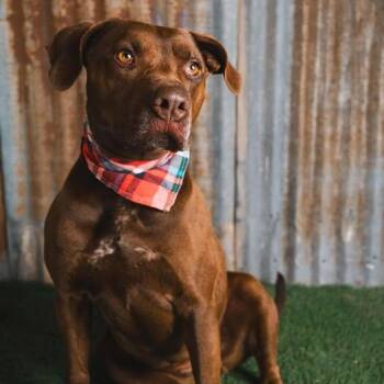 Pit Bull Terrier and Chocolate Labrador Retriever Dogs Available for Adoption in Lubbock, Texas - Leah | PetCurious