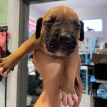 Rob -  Mixed Breed Dog for Adoption in Port Charlotte, Florida - Rob | PetCurious
