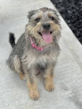 Bulma -  Border Terrier and Schnauzer Dog for Adoption in Rosenberg, Texas - Bulma | PetCurious