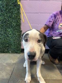 Rescue Pit Bull Terrier and Mixed Breed Dogs for Adoption in El Paso, Texas - Bluey | PetCurious