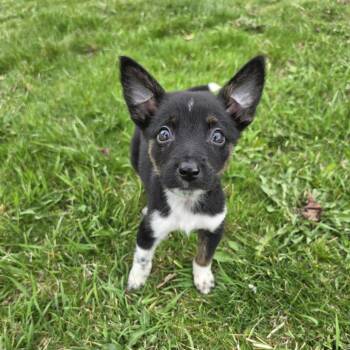 Chihuahua and Corgi Dogs Available for Adoption in Muskego, Wisconsin - Jasper The Tiny Puppy | PetCurious