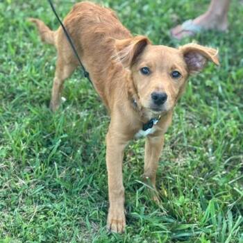 Archer Brooks -  Golden Retriever Dog for Adoption in Louisville, Kentucky - Archer Brooks | PetCurious
