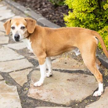 Beagle Dogs Available for Adoption in Cape Girardeau, Missouri - Fossil | PetCurious