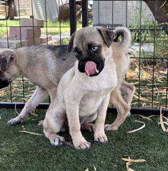 Puggles and Puggles, Dove, Raven and Phoenix (2) -  Puggle Dog for Adoption in Canutillo, Texas - Puggles And Puggles, Dove, Raven And Phoenix (2) | PetCurious