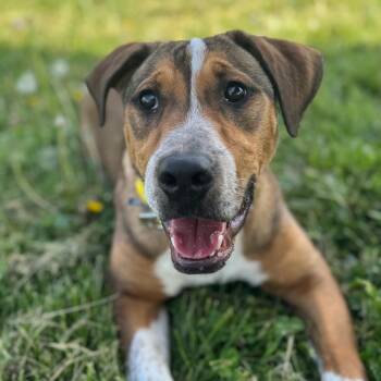 Mixed Breed Dogs Available for Adoption in Hendersonville, North Carolina - Bandit | PetCurious