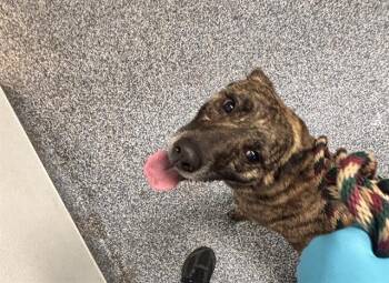 A1266607 -  Mixed Breed Dog for Adoption in Charlotte, North Carolina - A1266607 | PetCurious