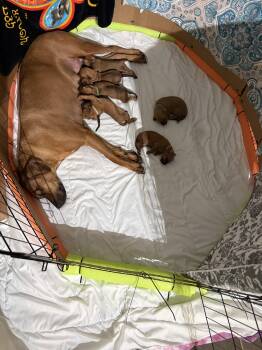 Brown boy  -  Rhodesian Ridgeback Dog for Sale in Monument, Colorado - Brown Boy  | PetCurious