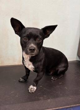 Johnny -  Dachshund and Boston Terrier Dog for Adoption in Boulder, Colorado - Johnny | PetCurious