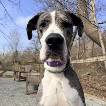 Great Dane Dogs Available for Adoption - Boa | PetCurious
