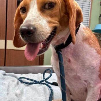 Honey Bee -  Beagle Dog for Adoption in Kent, Washington - Honey Bee | PetCurious