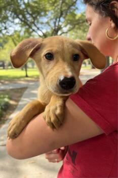 Terrier Dogs Available for Adoption in Elmsford, New York - Perseus Available 6/4 | PetCurious