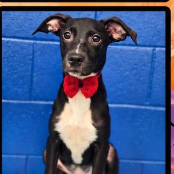 Rascal -  Black Labrador Retriever Dog for Adoption in Copiague, New York - Rascal | PetCurious