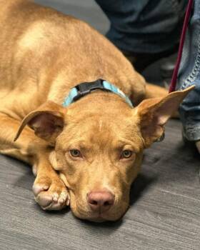 Rescue Pit Bull Terrier Dogs for Adoption in Crescent City, California - Igor AKA "Iggy" | PetCurious