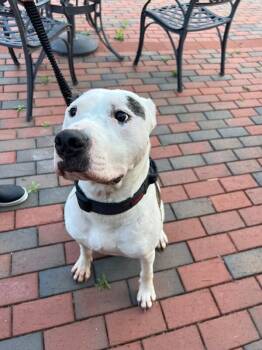 American Staffordshire Terrier and Mixed Breed Dogs Available for Adoption - Barkley | PetCurious