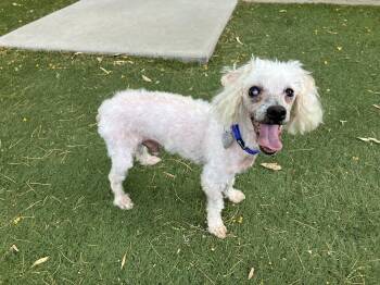 Murphy -  Miniature Poodle Dog for Adoption in Scottsdale, Arizona - Murphy | PetCurious