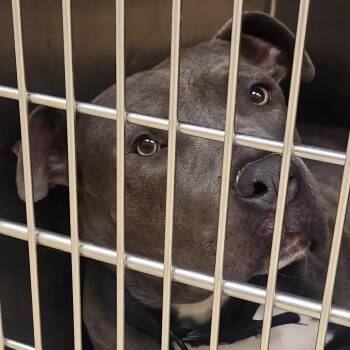 Gustavo -  Mixed Breed Dog for Adoption in Winston-salem, North Carolina - Gustavo | PetCurious