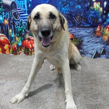 Rescue Anatolian Shepherd Dogs for Adoption in Graham, Texas - Fezzik | PetCurious
