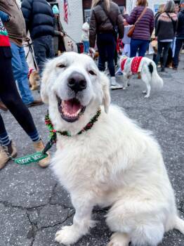 Great Pyrenees Dogs Available for Adoption - Atticus | PetCurious