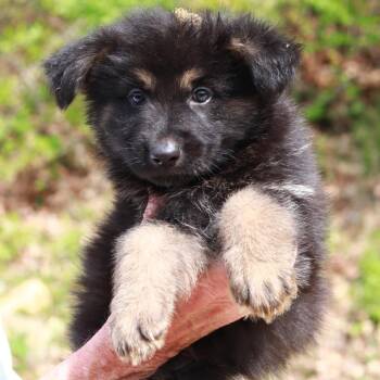 Shepherd and Mixed Breed Dogs Available for Adoption in Stormville, New York - CT Badlands Avail May 16 | PetCurious