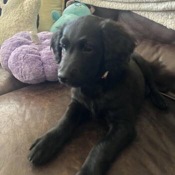 Nita D71389 -  Black Labrador Retriever and Golden Retriever Dog for Adoption in Minnetonka, Minnesota - Nita D71389 | PetCurious