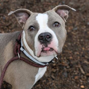 Maya -  Mixed Breed Dog for Adoption in Wappingers Falls, New York - Maya | PetCurious