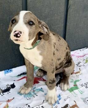 Catahoula Leopard Dog Dogs Available for Adoption - Popsicle | PetCurious