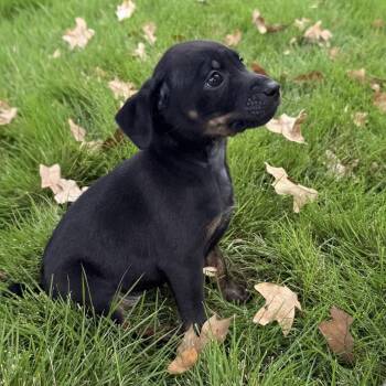 Topaz -  Chihuahua and Mixed Breed Dog for Adoption in Cedar Park, Texas - Topaz | PetCurious