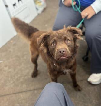 Mixed Breed Dogs Available for Adoption in Dallas, Texas - CHOCOLATE | PetCurious