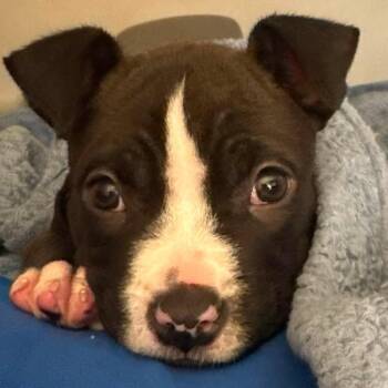 Banks -  Pit Bull Terrier and Mixed Breed Dog for Adoption in Austin, Texas - Banks | PetCurious