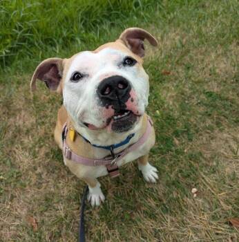 Rescue Pit Bull Terrier Dogs for Adoption in Greenwich, Ohio - Pork Chop | PetCurious