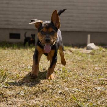 Garth -  Mixed Breed and Doberman Pinscher Dog for Adoption in Christiansburg, Virginia - Garth | PetCurious