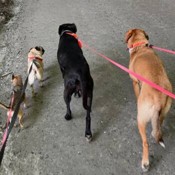 Rescue Mixed Breed Dogs for Adoption in South Burlington, Vermont - Lake | PetCurious