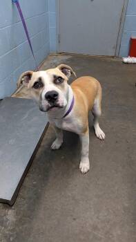 Edwin -  Pit Bull Terrier Dog for Adoption in Evansville, Indiana - Edwin | PetCurious