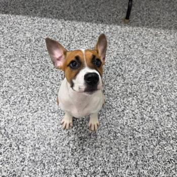 Ziggy -  Boxer and Mixed Breed Dog for Adoption in Fairmont, West Virginia - Ziggy | PetCurious