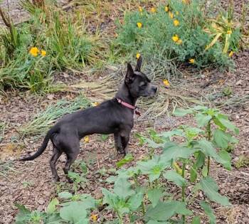 French Bulldog Dogs Available for Adoption in Lindsay, California - Merlot | PetCurious