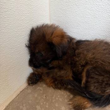 Libby -  Terrier and Mixed Breed Dog for Adoption in Yuma, Arizona - Libby | PetCurious