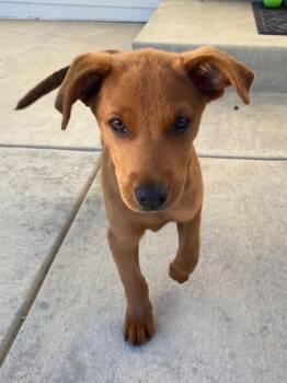 Cree Lincoln -  Australian Cattle Dog Blue Heeler and Labrador Retriever Dog for Adoption in Fort Lupton, Colorado - Cree Lincoln | PetCurious